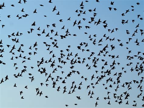 Birds Swarm Flock Of - Free photo on Pixabay