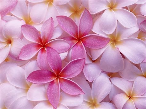 Light Pink Flowers wallpaper | 1600x1200 | #78283