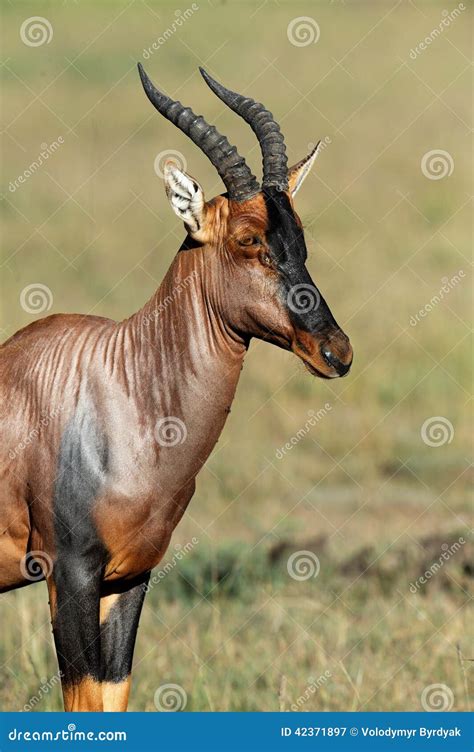 Topi Antelope stock image. Image of chordata, mara, alcelaphini - 42371897