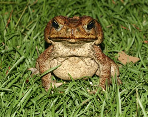 Top 5 Science Fails 2: Australia and its Toad Problems | B Good Science Blog