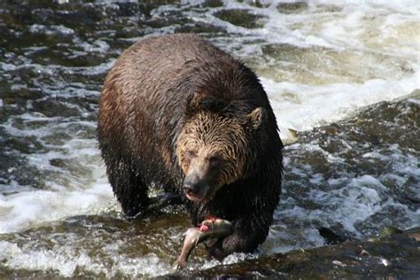 Selective Feeding | Grizzly Bear Tours & Whale Watching, Knight Inlet