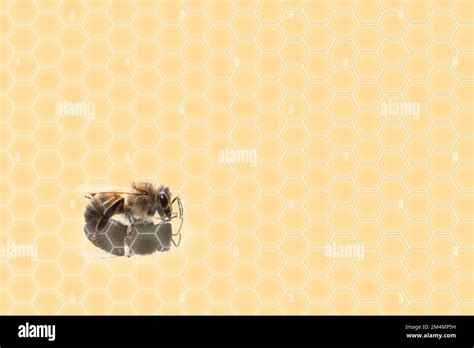 Honey bee on a yellow background with hexagons representing the hive ...