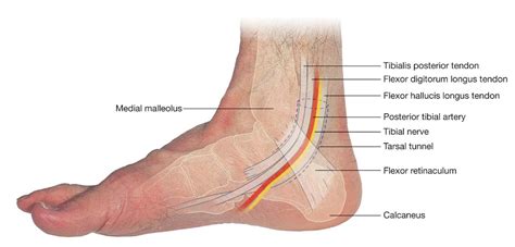 Image result for images of posterior tibial artery | Nervo, Fábio