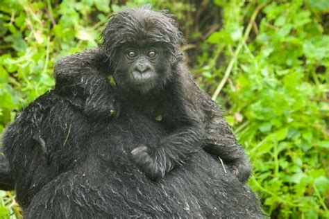 These 24 Gorilla Babies Are The Most Adorable Reasons To Celebrate ...