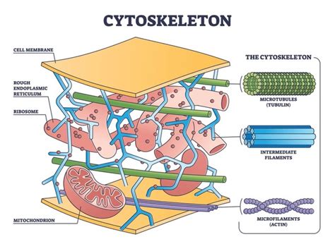 5+ Hundred Cytoskeleton Royalty-Free Images, Stock Photos & Pictures | Shutterstock