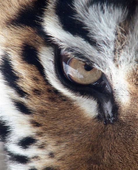 EYE of the TIGER Close up PHOTO - Etsy