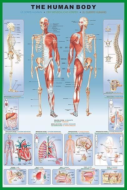 Laminated Illustrated Human Body Educational Anatomy Chart Poster 24x36 ...