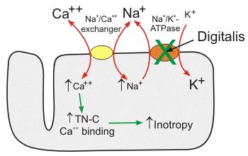 Digoxin- Chemistry And Mechanism Of Action | Our Biochemistry- Namrata ...