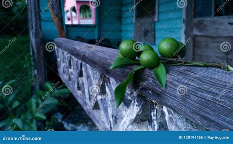 Quenepa Fruit stock photo. Image of nature, abandoned - 120194456