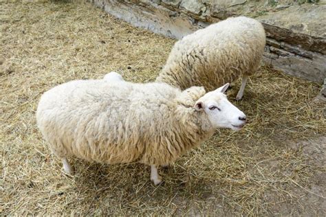 Domesticated Sheep on Pasture at the Sunset Stock Photo - Image of nature, mutton: 92247738