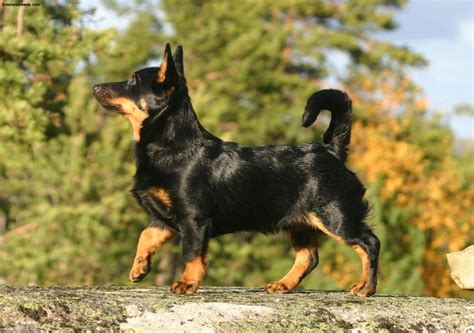 Lancashire Heeler Dog Breed - Pictures, Information, Temperament ...