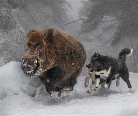 Karelian Bear Dogs hunting a Wild Boar. | Pig hunting, Wild boar ...