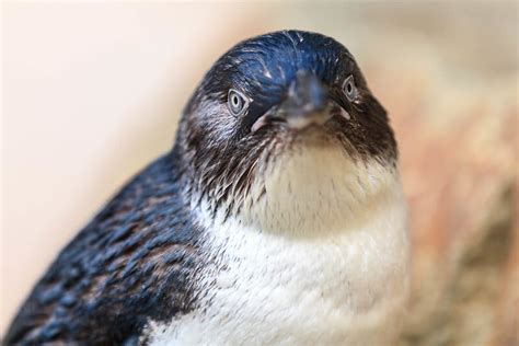 15 Fun Little Penguin Facts - MarinePatch