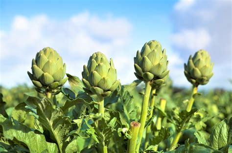 Artichoke Plant Information - Wikifarmer