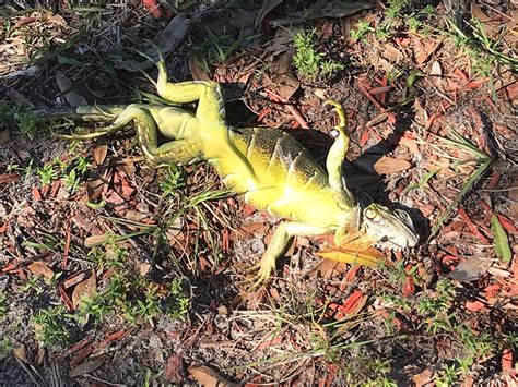 Frozen iguanas falling from trees during cold snap in Florida - USA NEWS