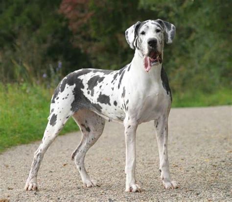 Top 10 Largest Dog Breeds In The World