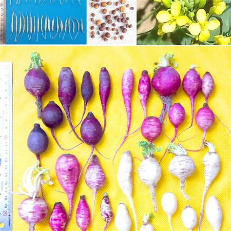 The pictures of flower, tuber, seed, and silique of B. rapa var. rapa... | Download Scientific ...