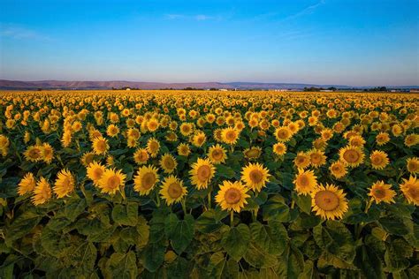 Sunrise sunflower field Photograph by Lynn Hopwood