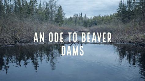 An Ode to Beaver Dams