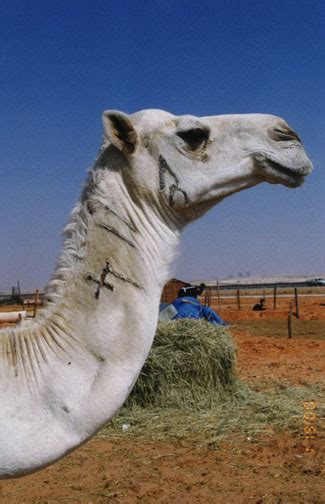 Camels of Saudi Arabia - Travel Photos by Galen R Frysinger, Sheboygan ...