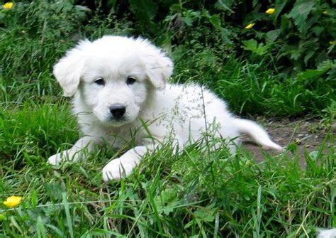 Pyrenean Mountain Dog Puppy | Kidwelly, Carmarthenshire | Pets4Homes