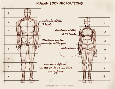 Human body proportions, Body proportion drawing, Drawing female body