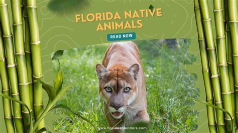 Native Animals of Florida - Florida Splendors