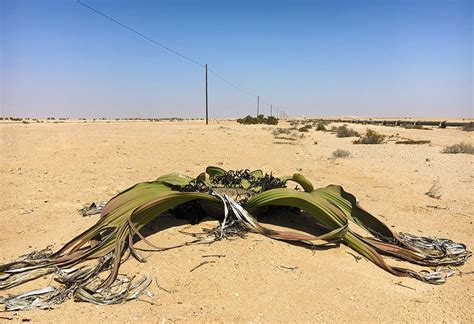 Where to Find Wild Welwitschia mirabilis in Namibia | Independent ...