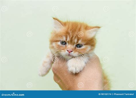 Baby Munchkin Cat. stock photo. Image of lovely, portrait - 98150174