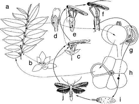 Yucca Moth Life Cycle