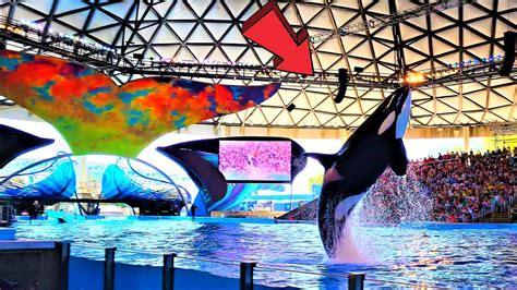 Seaworld San Antonio Orca Encounter Full Show - YouTube