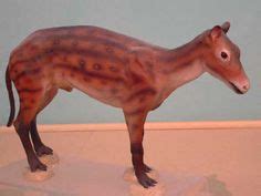 Miohippus; Prehistoric ancestor to the modern horse. 30 million years ago. | Ancient Horse ...