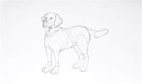 Draw a Dog in 4 Easy Steps | ARTEZA