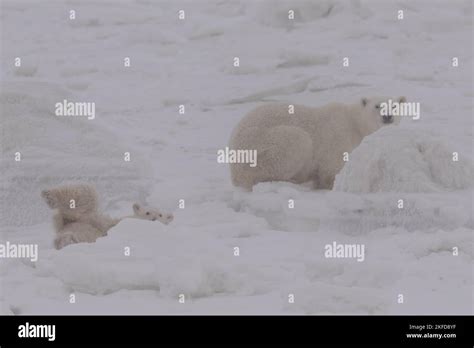 Churchill Polar Bear Stock Photo - Alamy