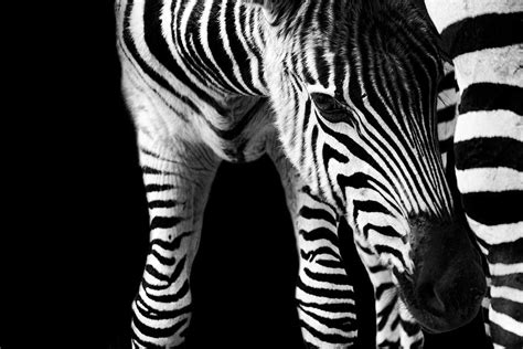 Zebra Baby Photograph by Bhawika Nana Photography - Fine Art America