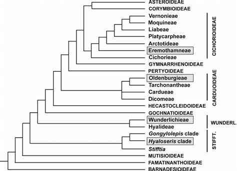 A generalized phylogenetic tree of Asteraceae (based on Funk et al.... | Download Scientific Diagram