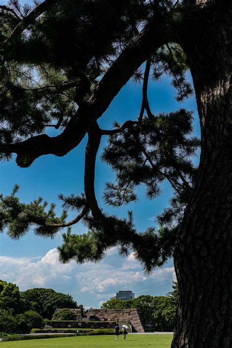 [East Garden Of The Imperial Palace, Tokyo] Edo Castle, Both The Castle ...