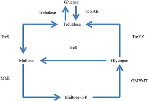 Trends in bacterial trehalose metabolism and significant nodes of ...