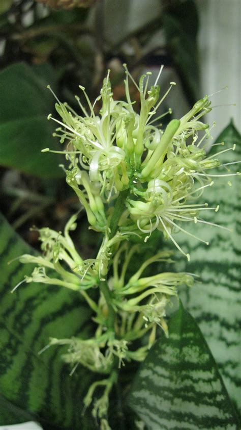 Snake Plant Flower by Obasan on DeviantArt