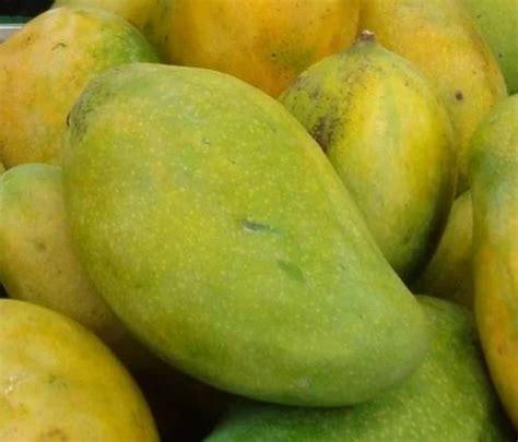 Mango (Langra) at best price in Amreli by Khodiyar Farm | ID: 8786991473