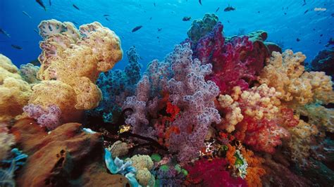 Wallpaper : underwater, coral reef, habitat, natural environment, invertebrate, marine biology ...