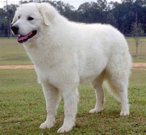 Large dog breeds - list of all large sized dogs - Huge dogs - Big dog breeds