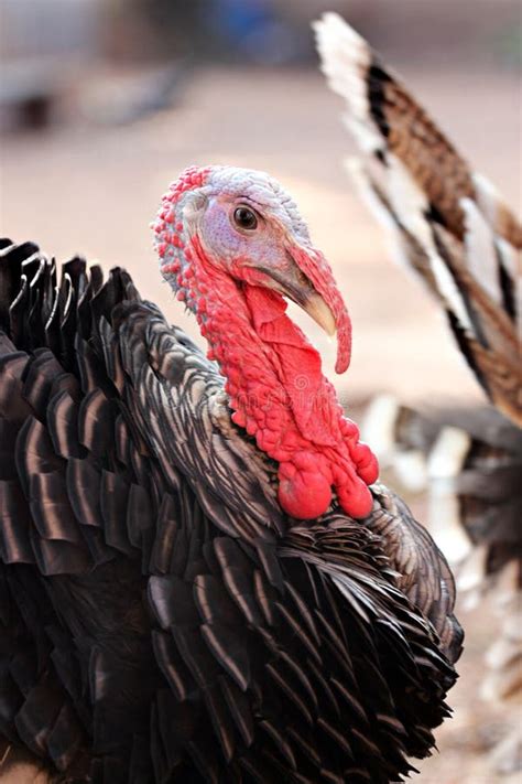 Male Turkey head stock photo. Image of turkey, poultry - 7843284