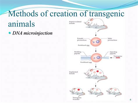 Genetic engineering in animal cells | PPT