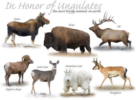 Ungulates | Pearltrees