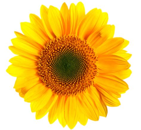 Sunflower Png Images Transparent Background Vector - Transparent ...