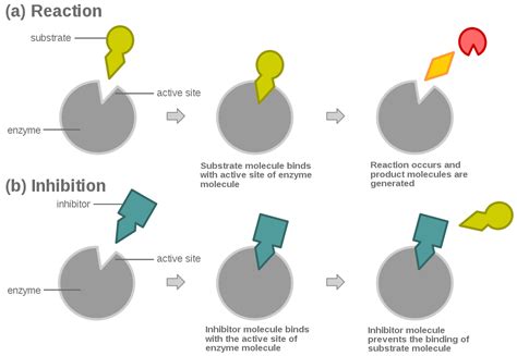 Competitive inhibition - Wikipedia