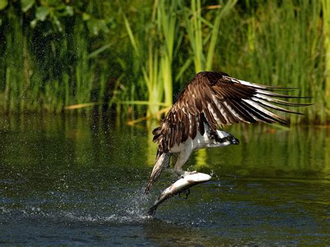 How Big Are Ospreys? (Wingspan + Size) | Birdfact