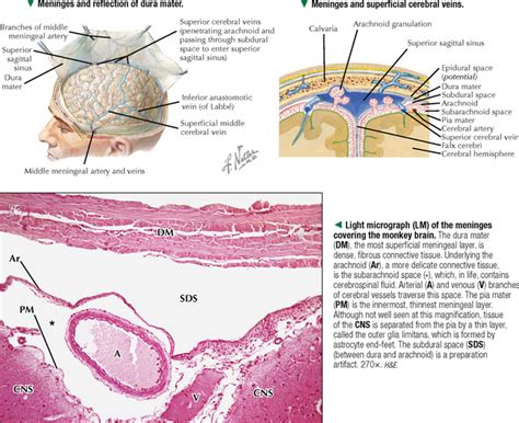 NERVOUS TISSUE | Basicmedical Key