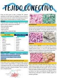 Histología del tejido conectivo | Apuntes de Histología Animal - Docsity